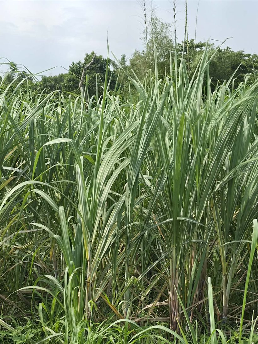 A sugarcane field with a full green canopy and no visible damage.