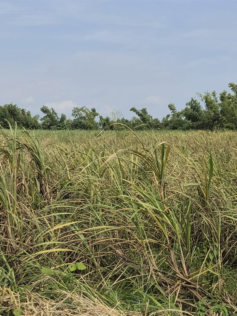 A badly affected sugarcane field, the whole canopy turned straw-colored.