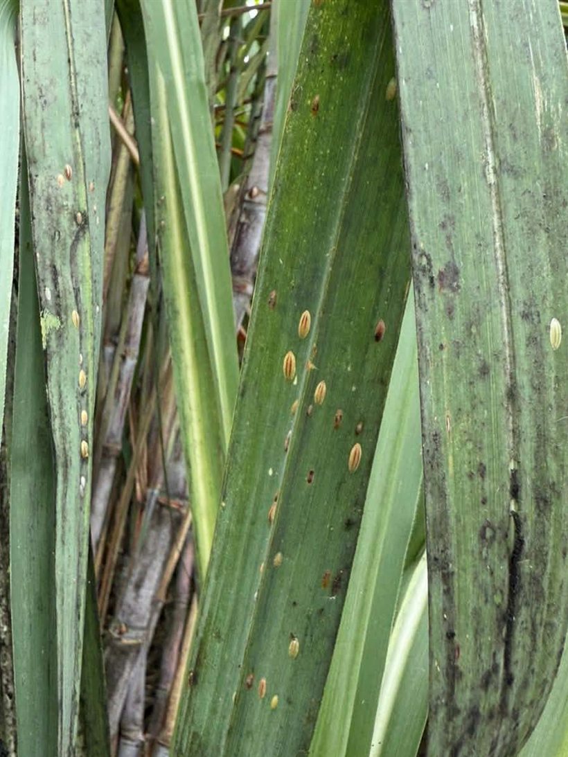 Scale insects feeding, with black mold forming on the blades beside them.