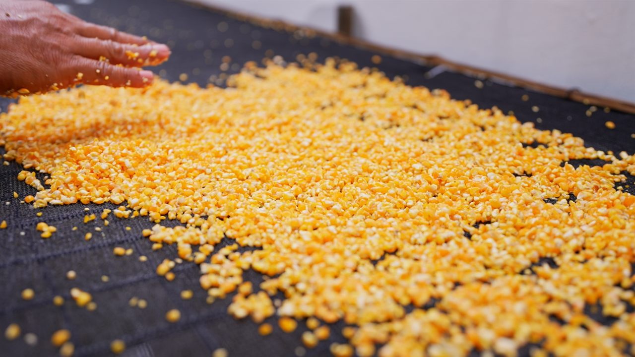 Cracked maize grain spread by hand across a tray, prepared as a growing medium.
