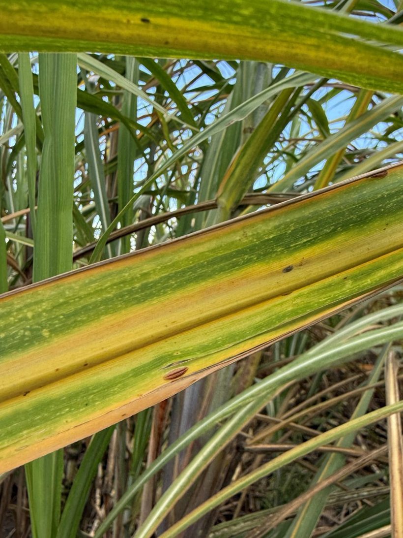 A sugarcane leaf yellowing along its length, with a scale insect on the blade.
