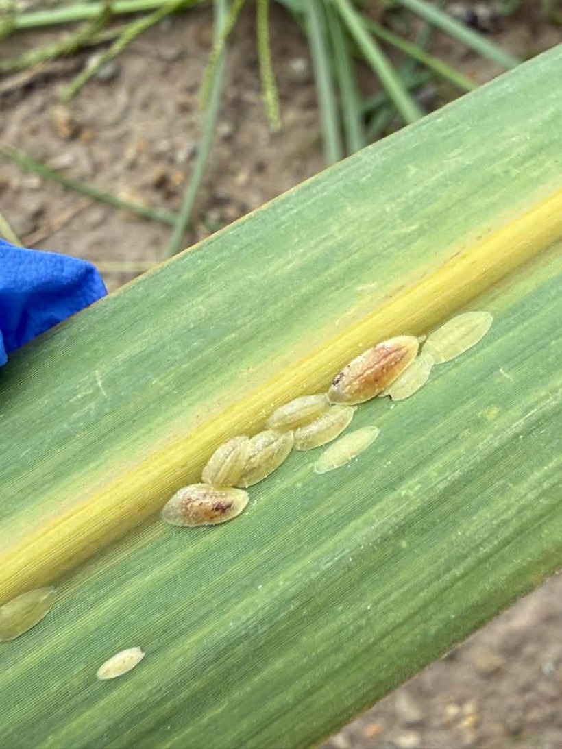 Cream, oval scale insects clustered in a line along the yellowing midrib of a sugarcane leaf.