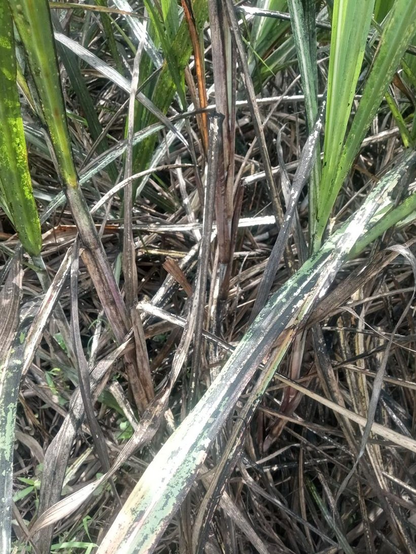 Sugarcane leaves coated in black sooty mold.